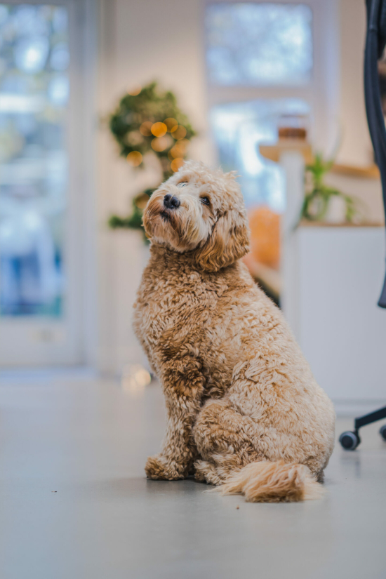 Kaat de kantoorhond Kaat de kantoorhond